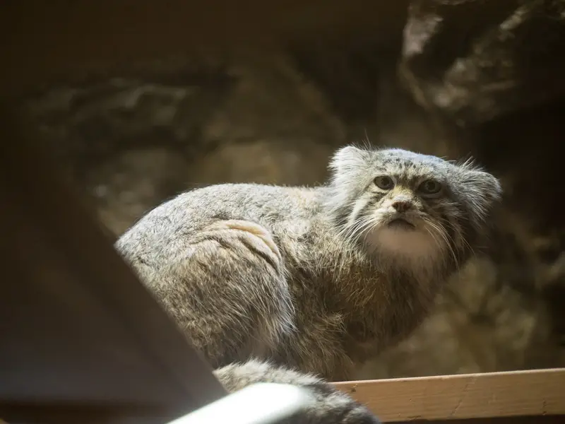 恩賜上野動物園のクリョンの写真