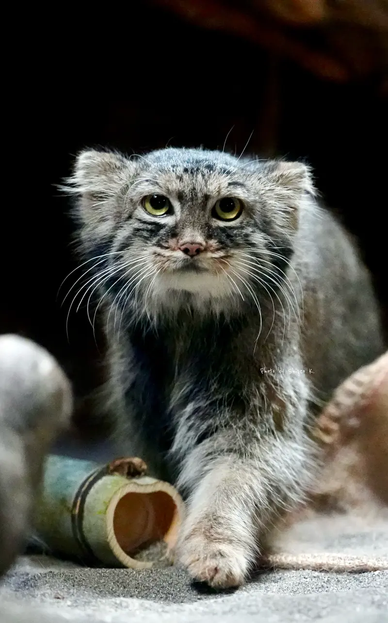 恩賜上野動物園のサフランの写真