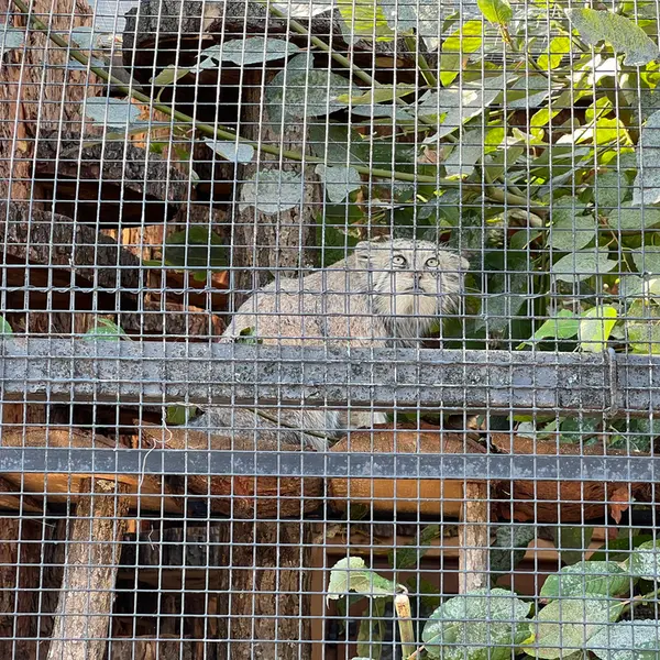 レニングラード動物園のナミカの写真