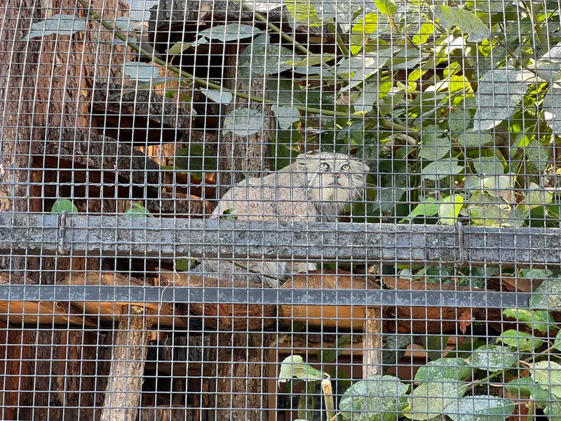 レニングラード動物園のナミカの写真