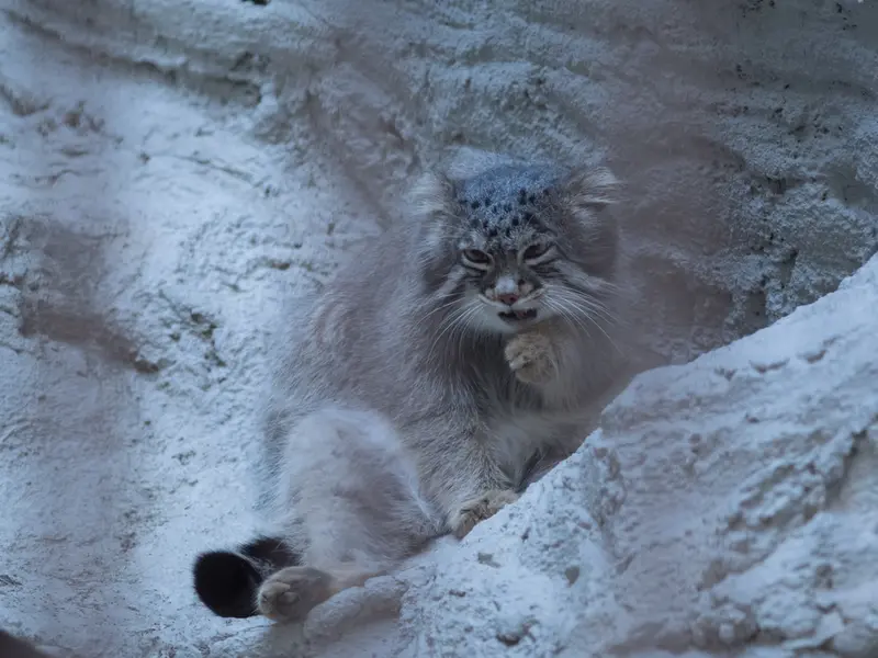 野毛山動物園のフィーガの写真