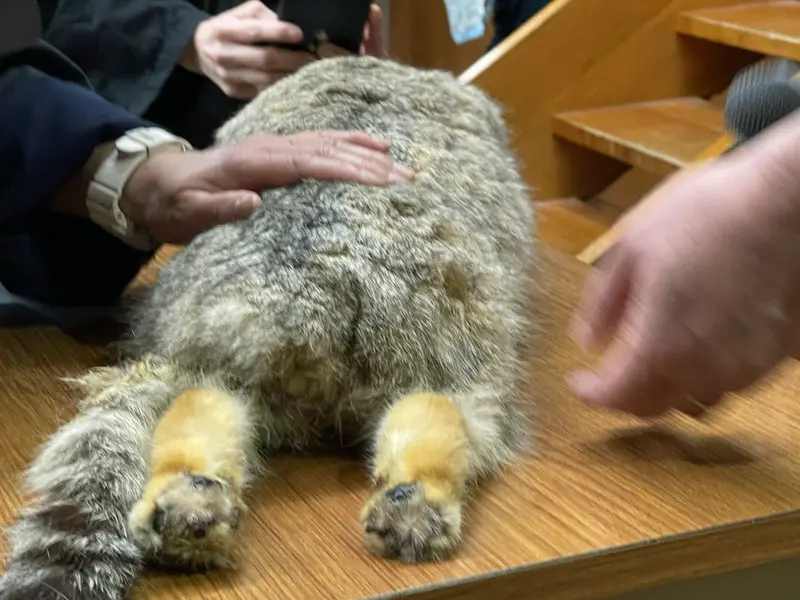 マヌルネコの写真