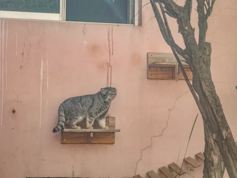 青海チベット高原野生動物園のスン・シャオメイの写真