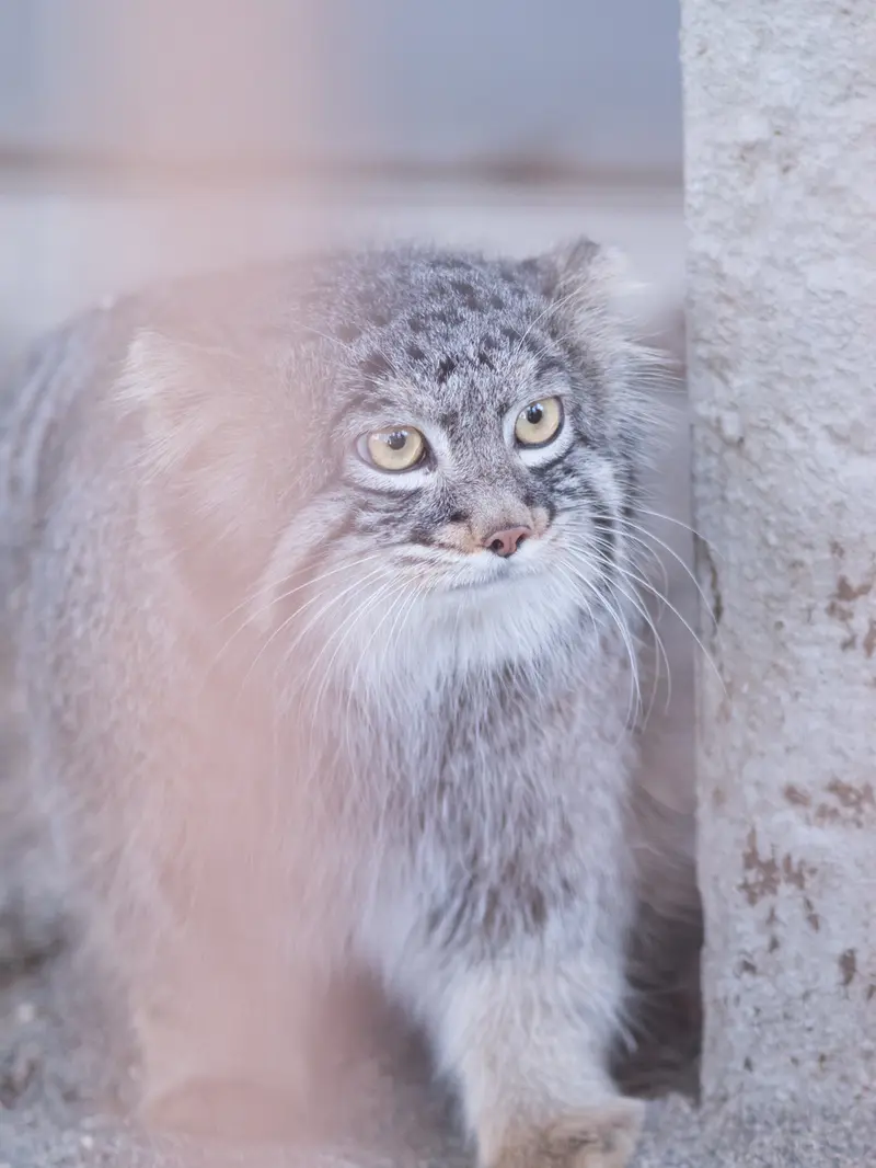 野毛山動物園のフィーガの写真