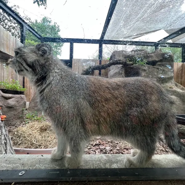 埼玉県こども動物自然公園のオリーヴァの写真