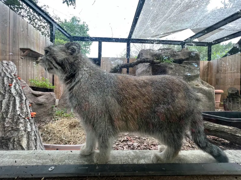 埼玉県こども動物自然公園のオリーヴァの写真