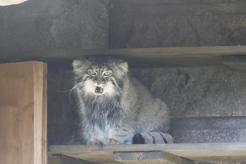 モスクワ動物園のティモフェイの写真