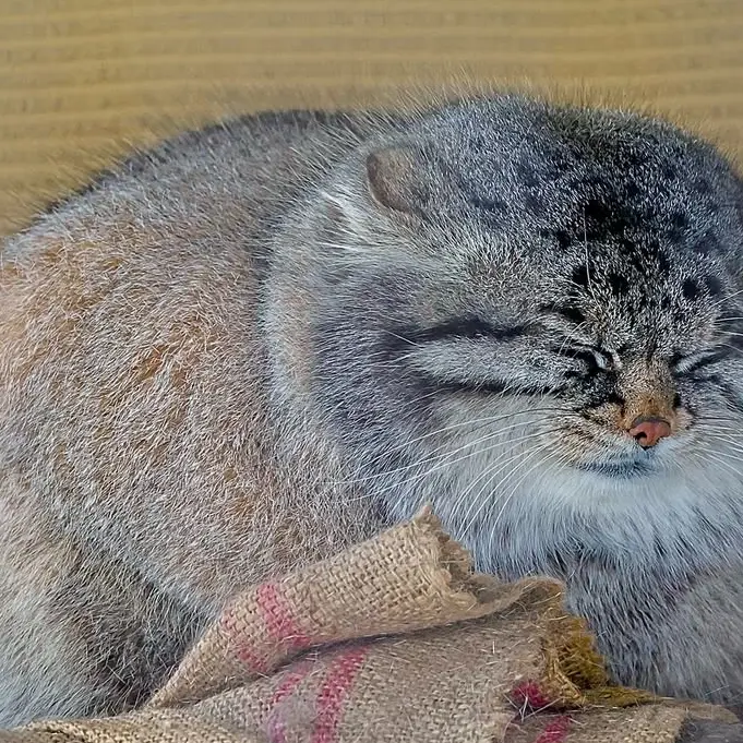 マヌルネコの写真