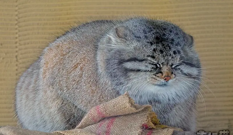 マヌルネコの写真