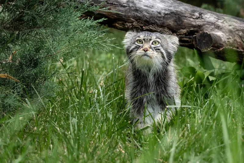 モスクワ動物園のティモフェイの写真