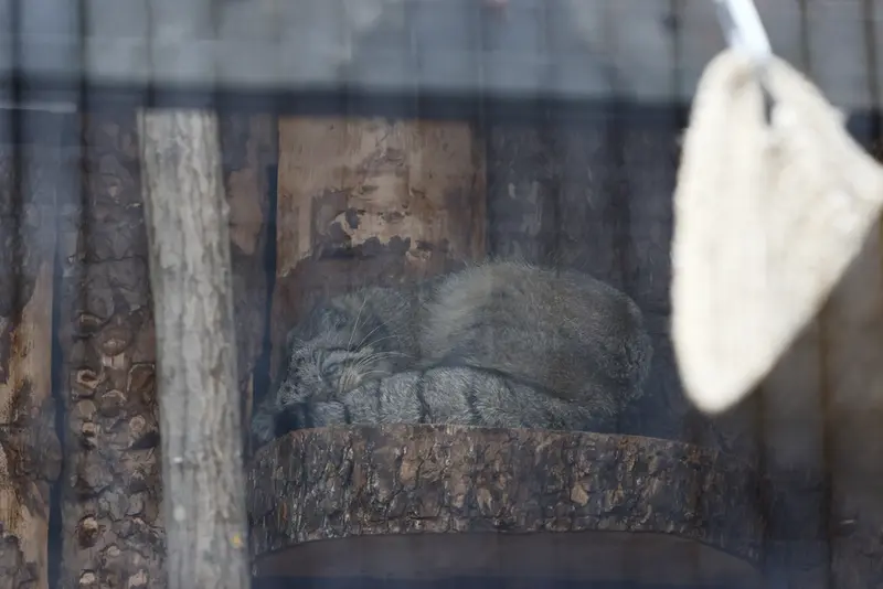 レニングラード動物園のシューの写真
