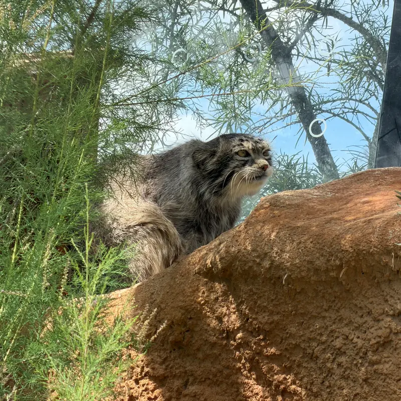 プラハ動物園のスパイの写真