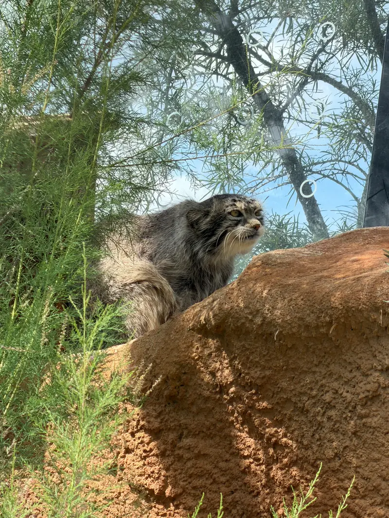 プラハ動物園のスパイの写真
