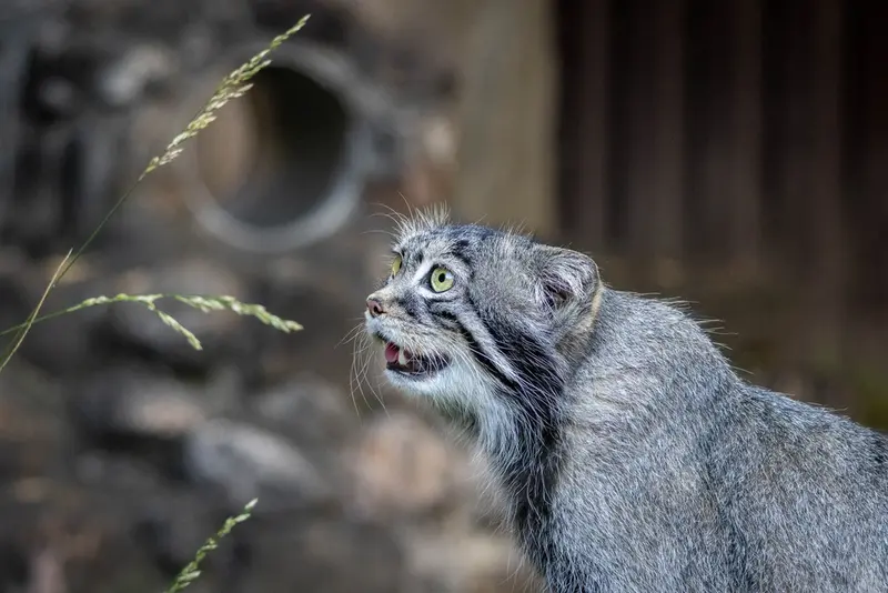 モスクワ動物園のティモフェイの写真