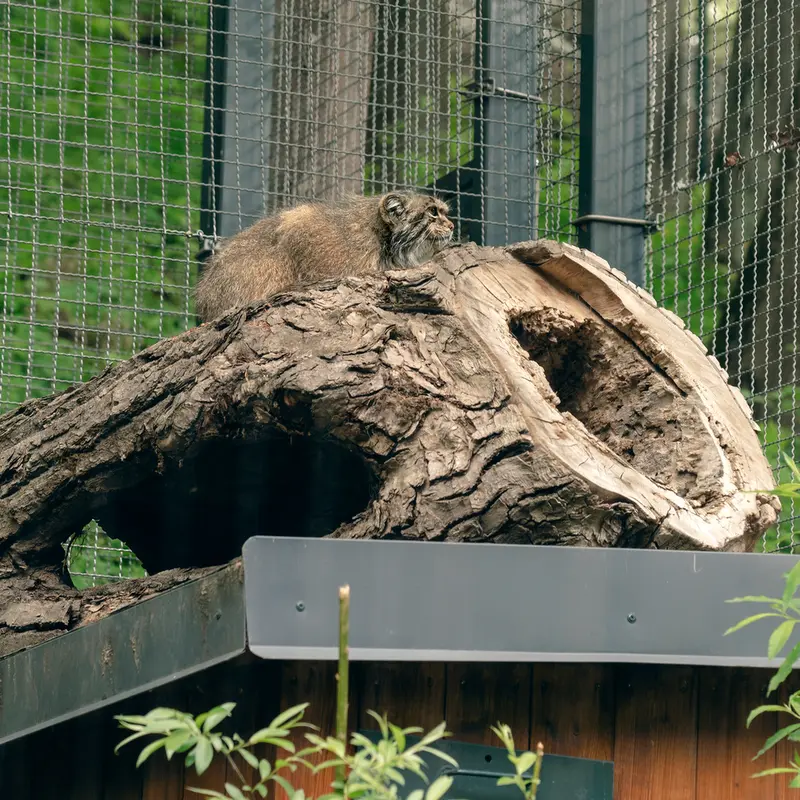 リトアニア動物園のメリッサの写真