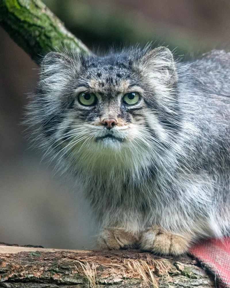 ウッチ動物園のパッツォの写真