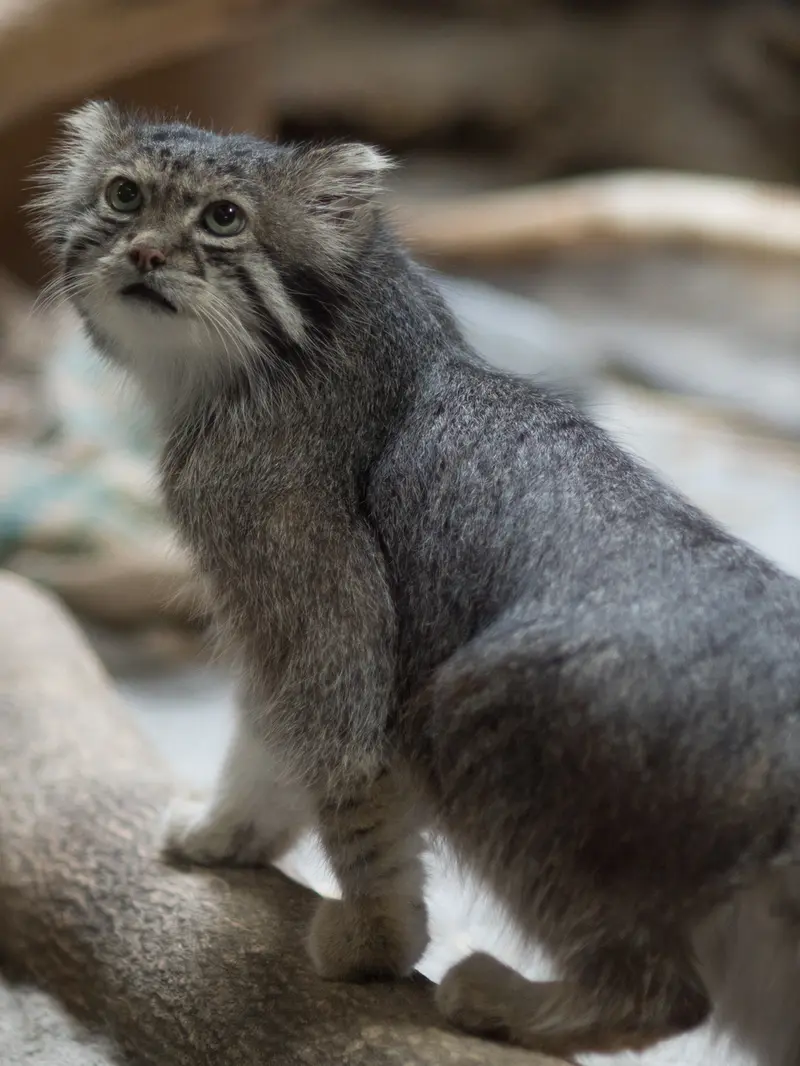 恩賜上野動物園のクリョンの写真