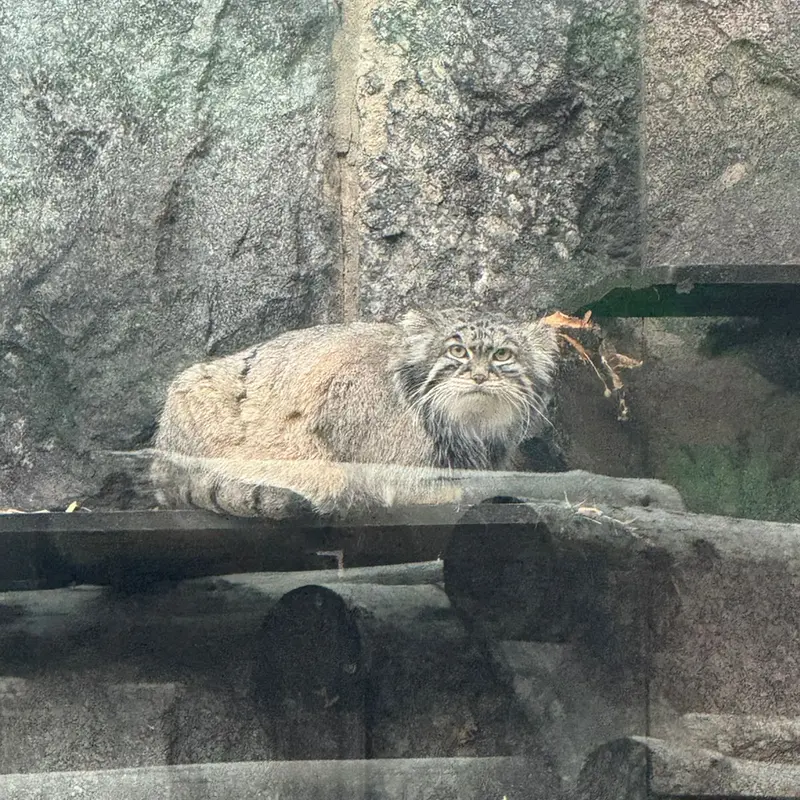 モスクワ動物園のティモフェイの写真