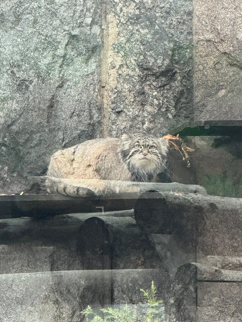 モスクワ動物園のティモフェイの写真