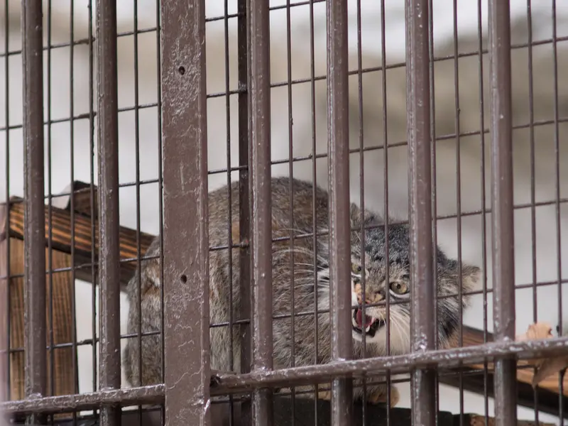 野毛山動物園のフィーガの写真
