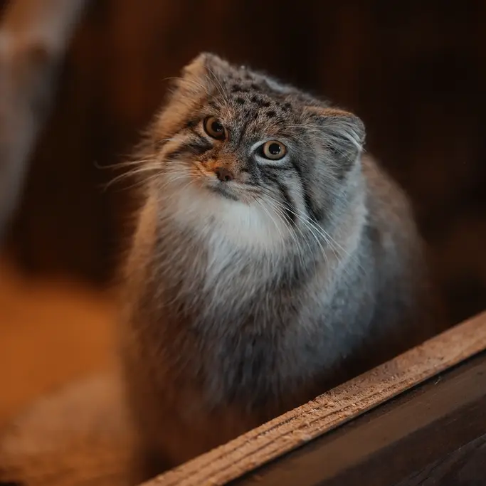 埼玉県こども動物自然公園のオリーヴァの写真