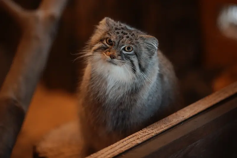 埼玉県こども動物自然公園のオリーヴァの写真