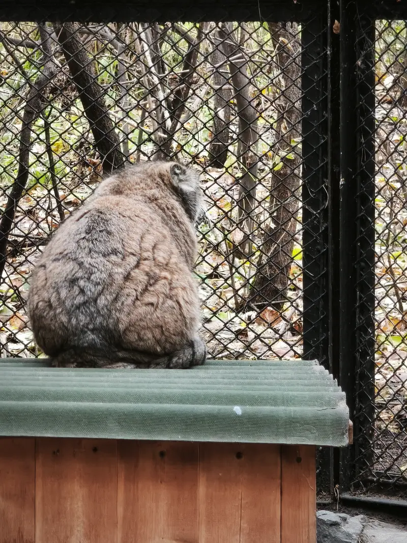 ノヴォシビルスク動物園のラストチカの写真