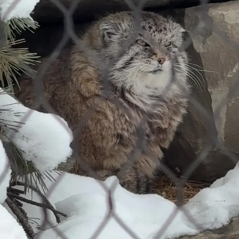 カルガリー動物園 / ワイルダー・インスティテュートのマヌルネコの写真