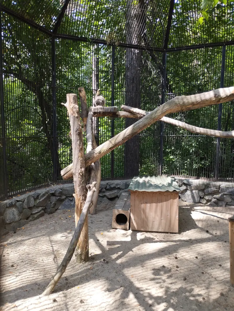 ノヴォシビルスク動物園のマヌルネコの写真