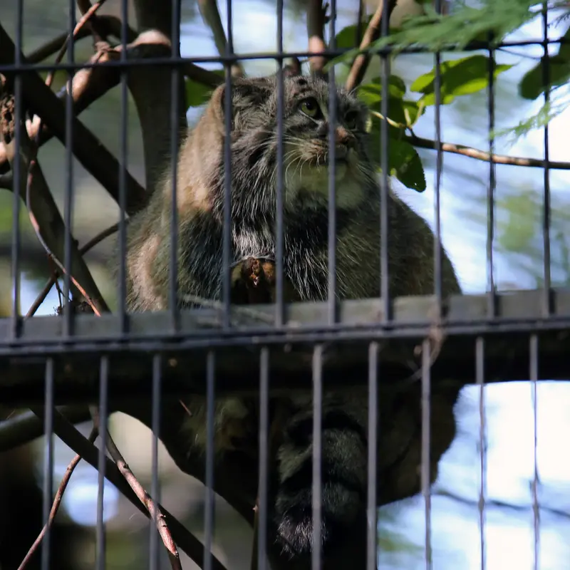 クラクフ動物園のツァスの写真