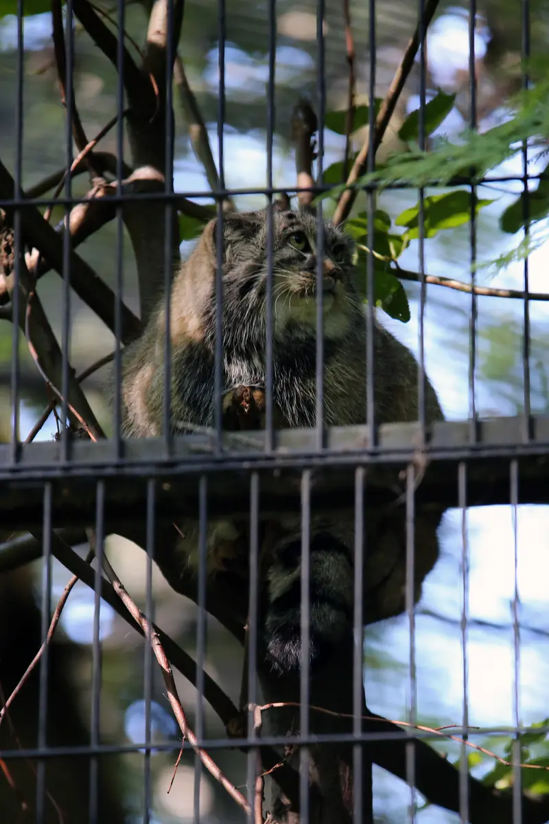クラクフ動物園のツァスの写真