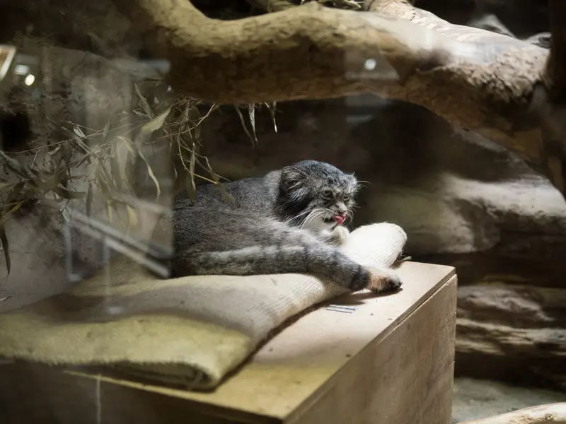 恩賜上野動物園のクリョンの写真