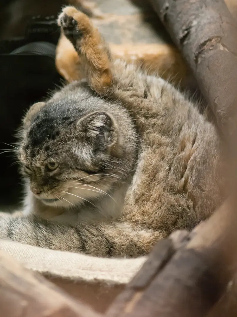 恩賜上野動物園のプリームラの写真