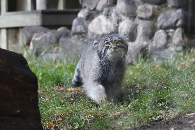 モスクワ動物園のティモフェイの写真