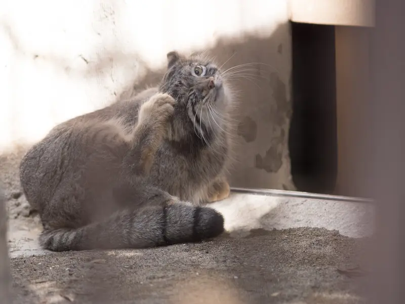 野毛山動物園のフィーガの写真