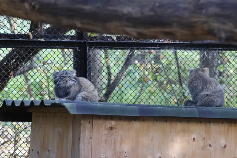 ノヴォシビルスク動物園のマヌルネコの写真