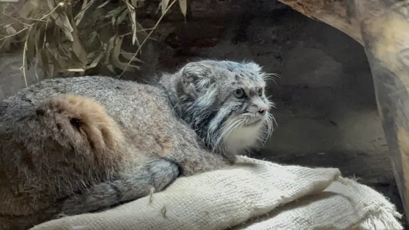 マヌルネコの写真