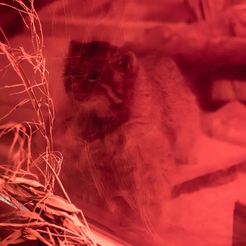 恩賜上野動物園のナイマの写真