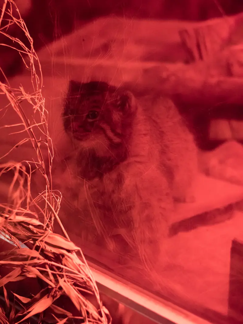恩賜上野動物園のナイマの写真