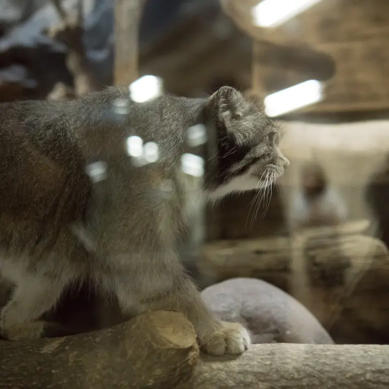 恩賜上野動物園のクリョンの写真