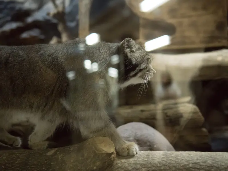 恩賜上野動物園のクリョンの写真