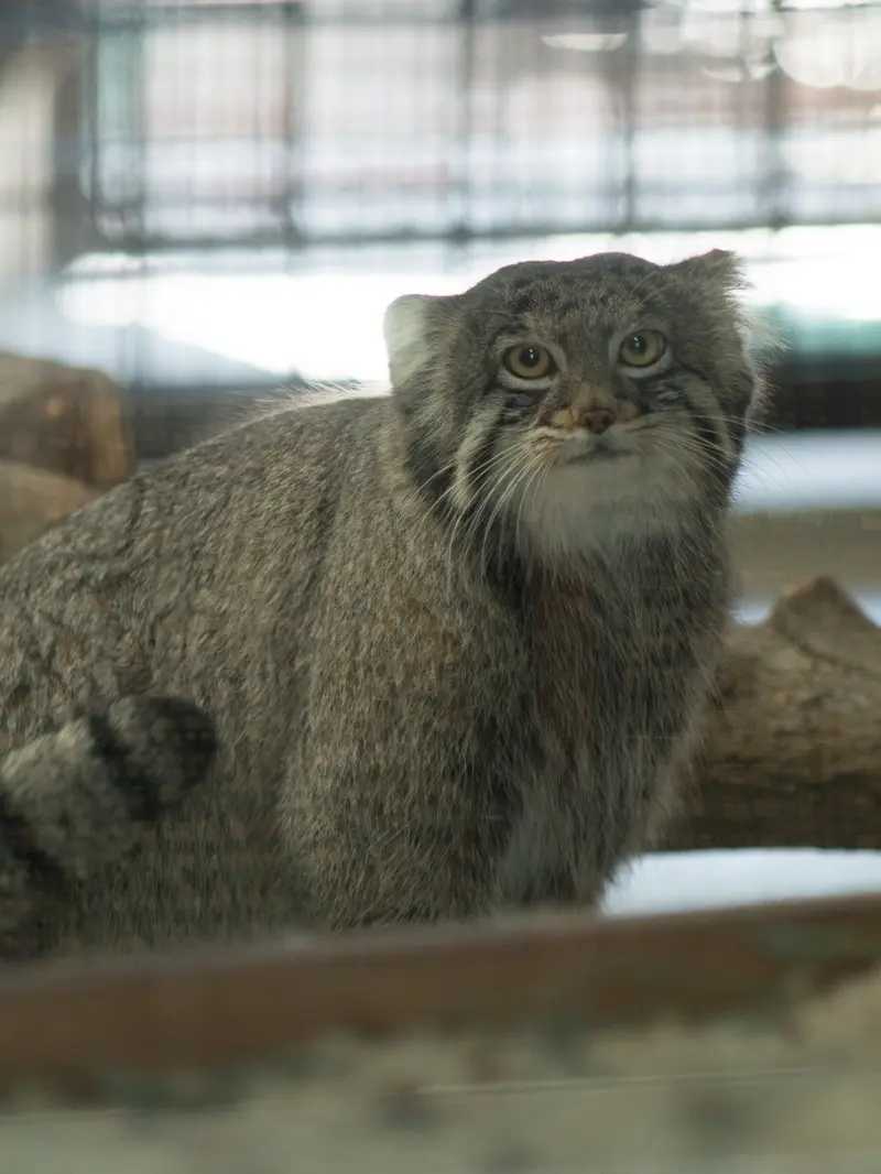 野毛山動物園のフィーガの写真