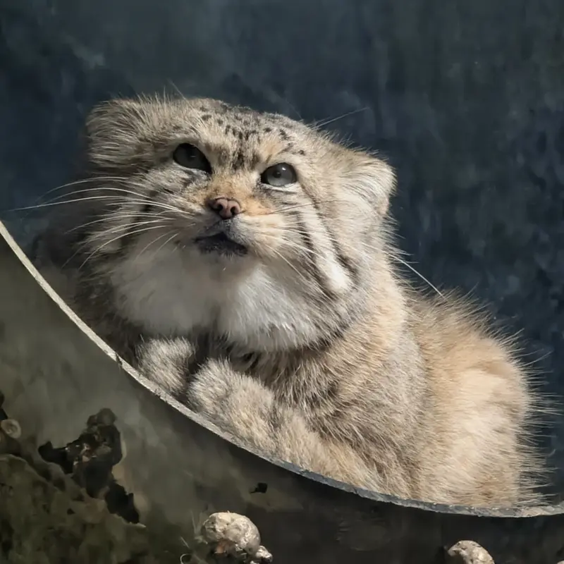 ミル・マウンテン動物園のノルブの写真