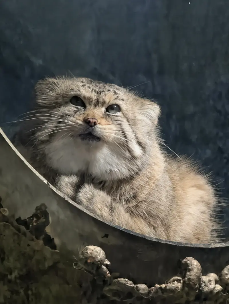 ミル・マウンテン動物園のノルブの写真
