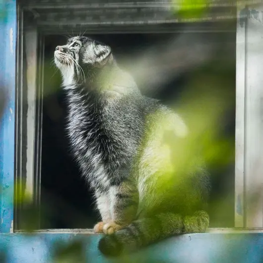 青海チベット高原野生動物園のスン・シャオマンの写真