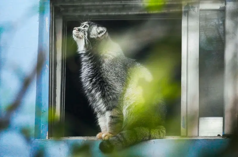 青海チベット高原野生動物園のスン・シャオマンの写真
