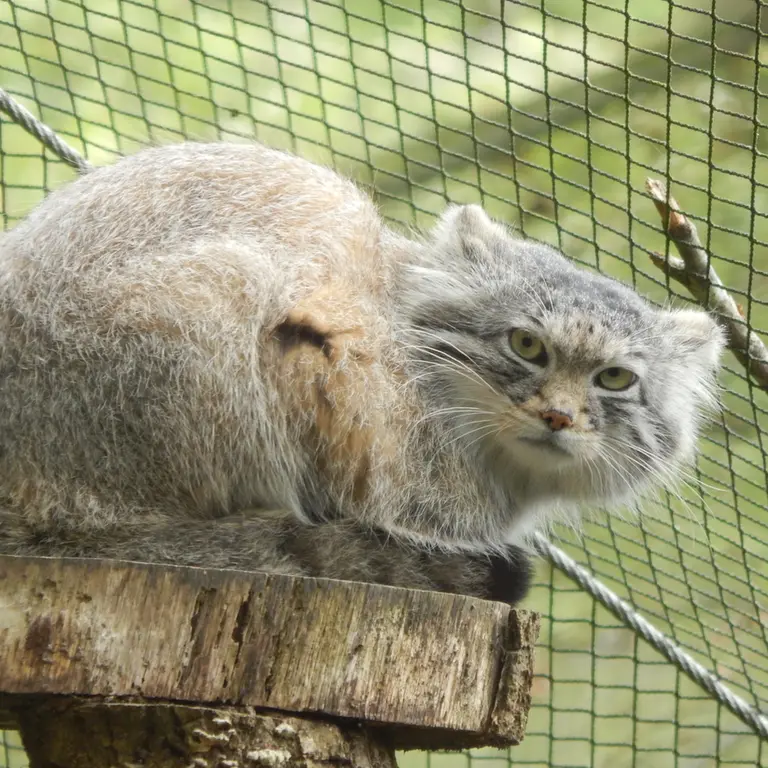 トレゴムール動物園のアルタイの写真