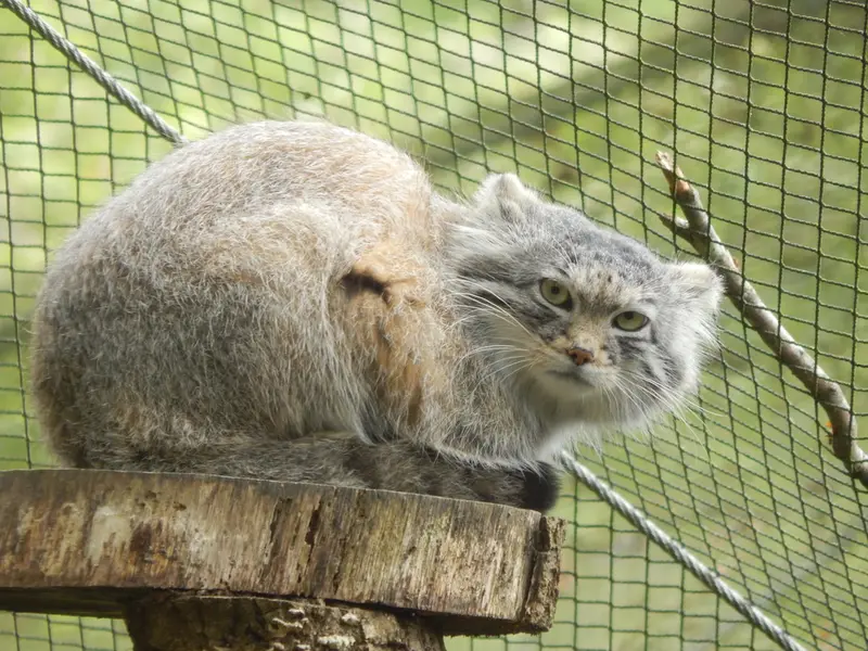 トレゴムール動物園のアルタイの写真