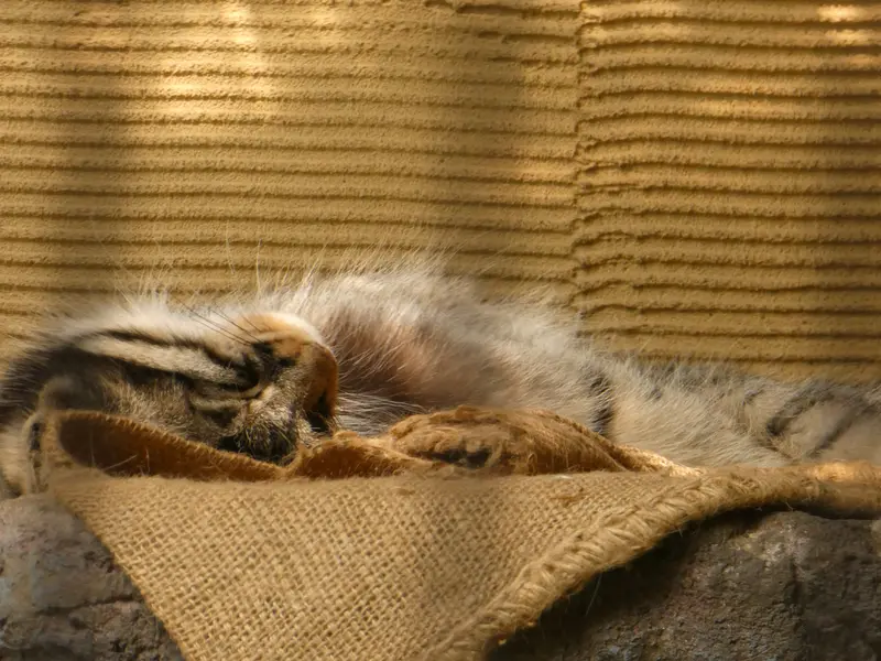 旭山動物園のヒデの写真