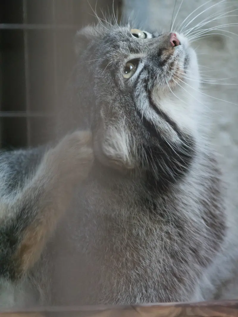 野毛山動物園のフィーガの写真